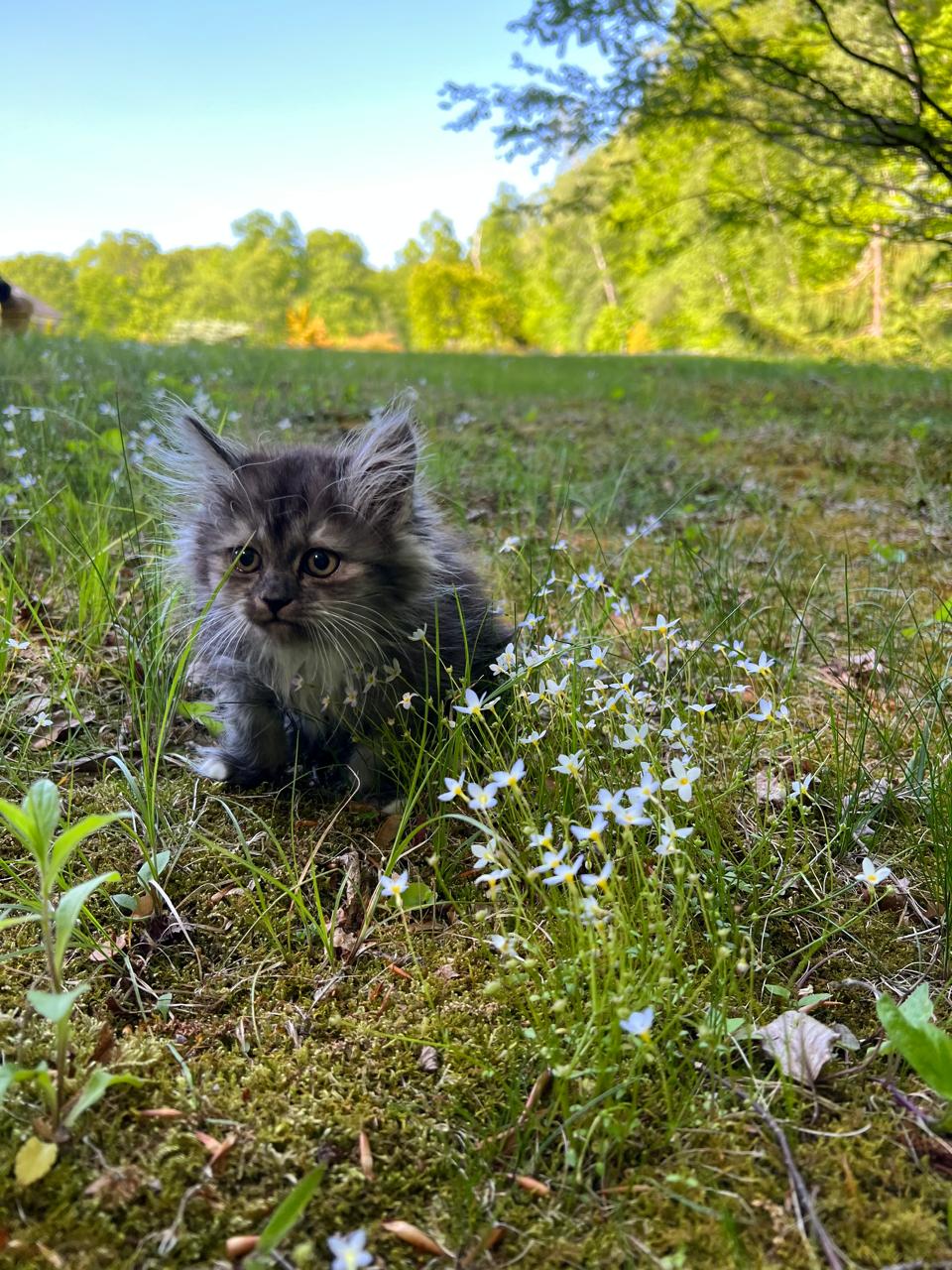 Baby Peaches